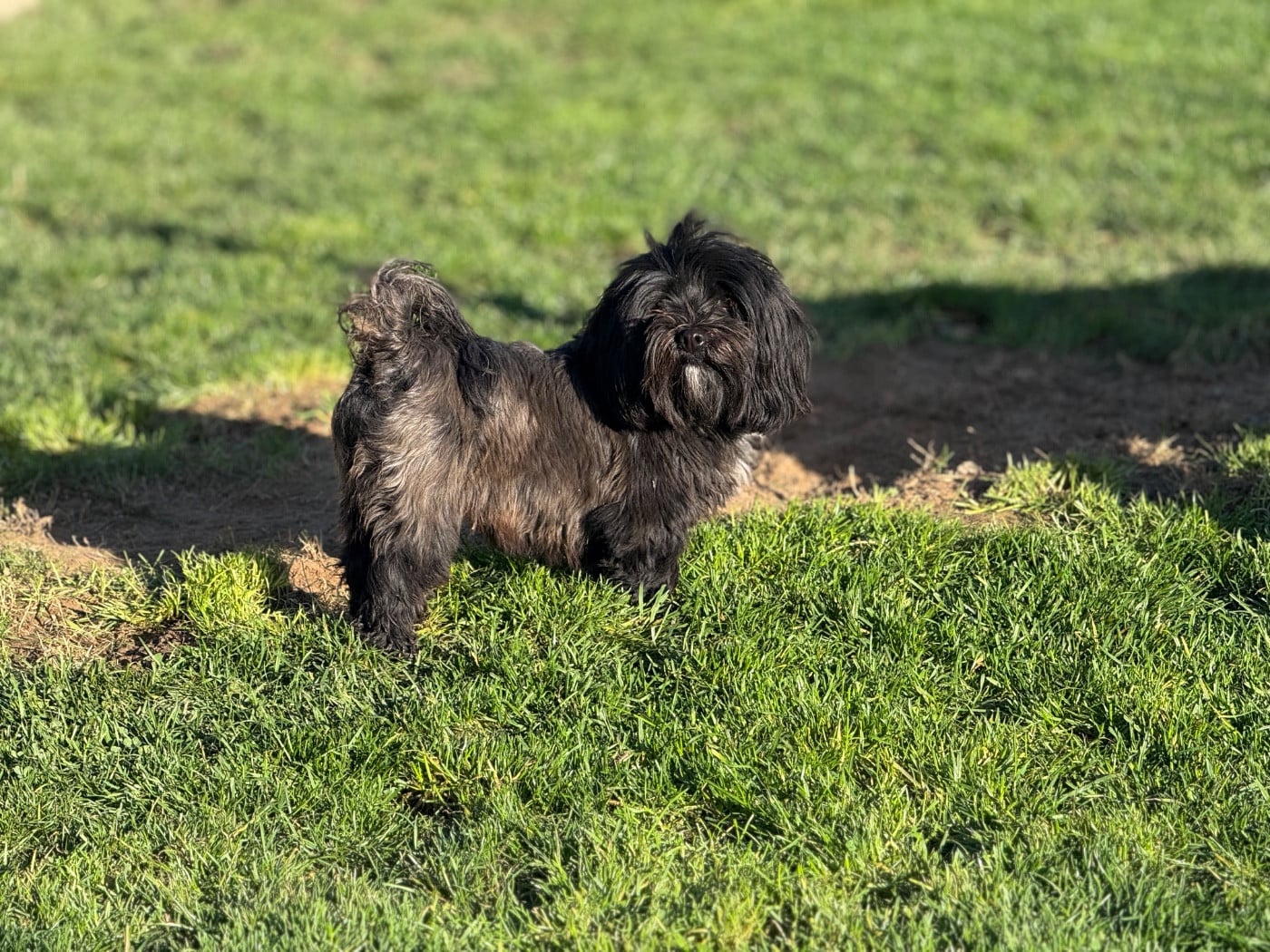 Les Bichon Havanais de l'affixe   Des Terres De L'Avesnois