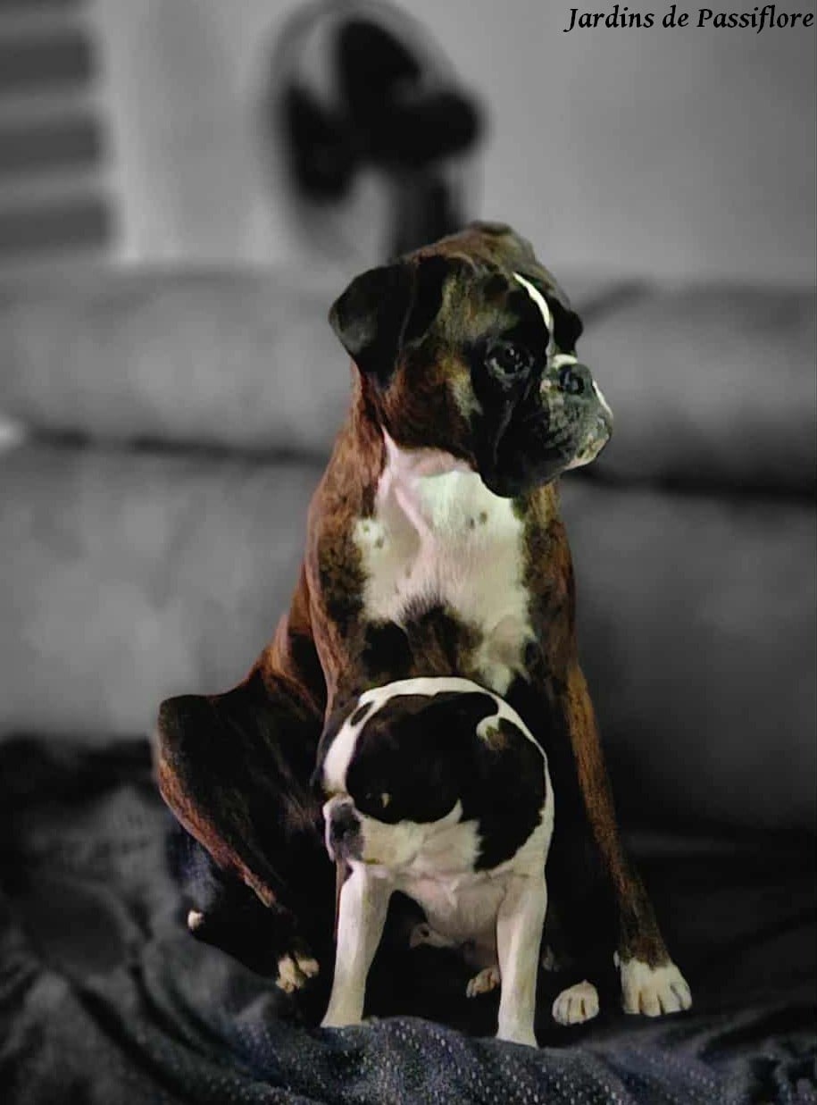 Les Boxer de l'affixe   des Jardins de Passiflore