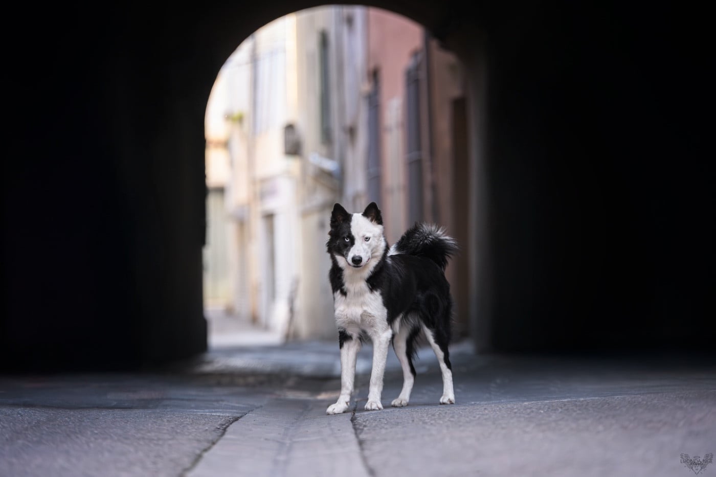 Les Laika de iakoutie de l'affixe   Winter Never Dies