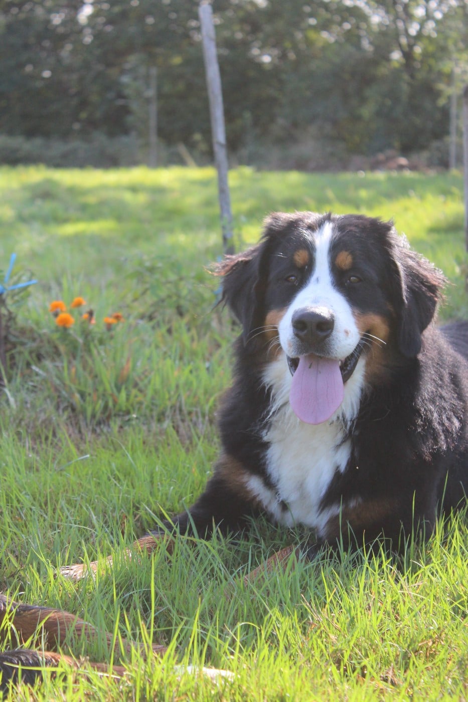 Les Bouvier Bernois de l'affixe   De L'harmonie Du Bonheur