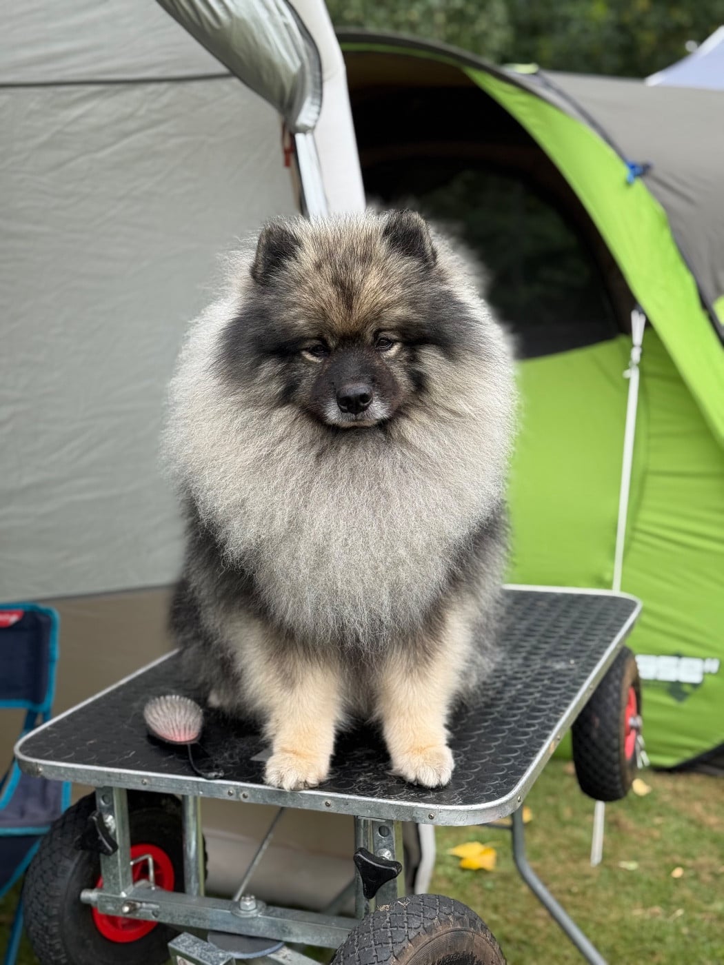 Les Spitz allemand de l'affixe   ARAINSTAR