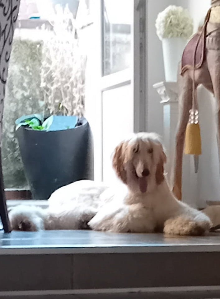 Viggo Du chemin des dames imperiales