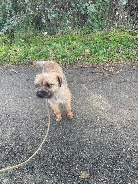 Les Border Terrier de l'affixe   de l'antre des jacks