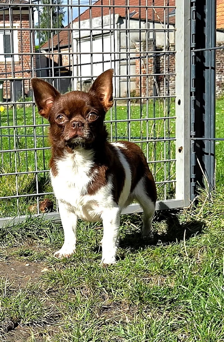 Les Chihuahua de l'affixe   Aline Larrouquere