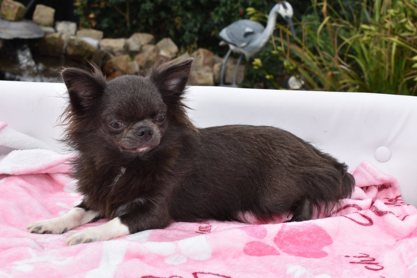 Les Chihuahua de l'affixe   My Fair Chi