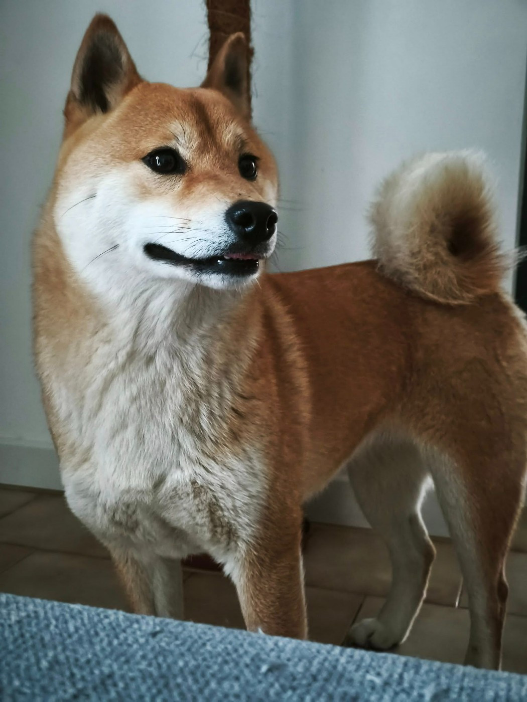 Les Shiba de l'affixe   Ark Of The Snow Wolves