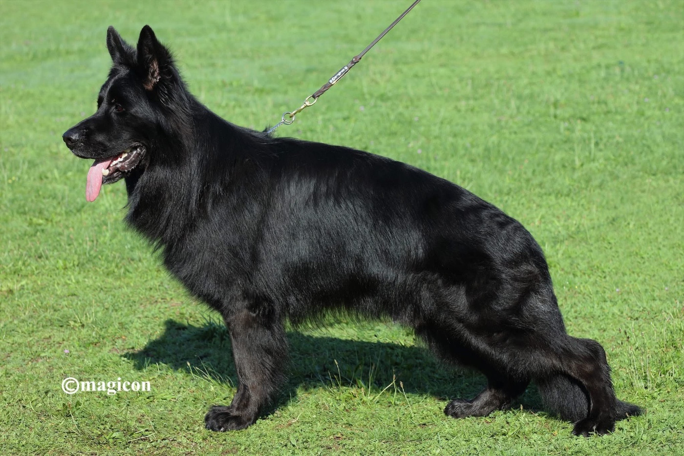 Les Berger Allemand Poil Long de l'affixe   Vom Haus Schonen Rosen
