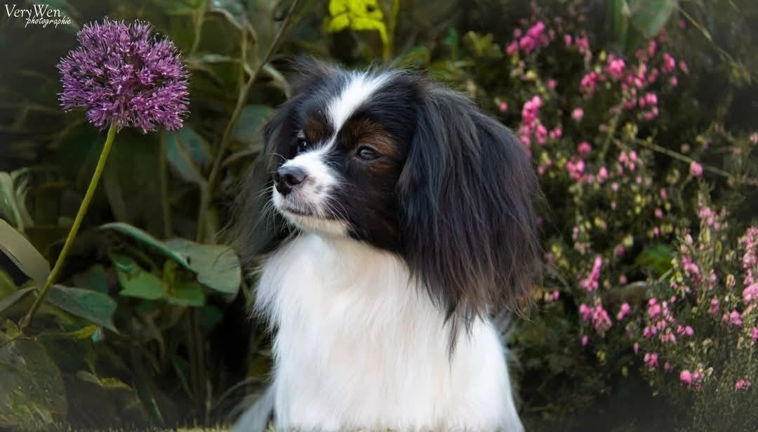 Les Epagneul nain Continental (Phalène) de l'affixe   Ditrysia's