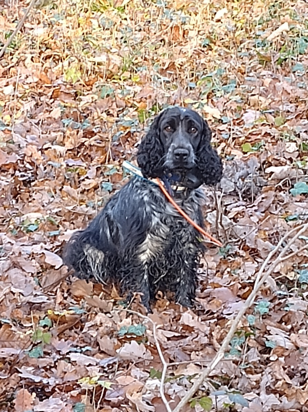 Les Cocker Spaniel Anglais de l'affixe   de la meute champenoise