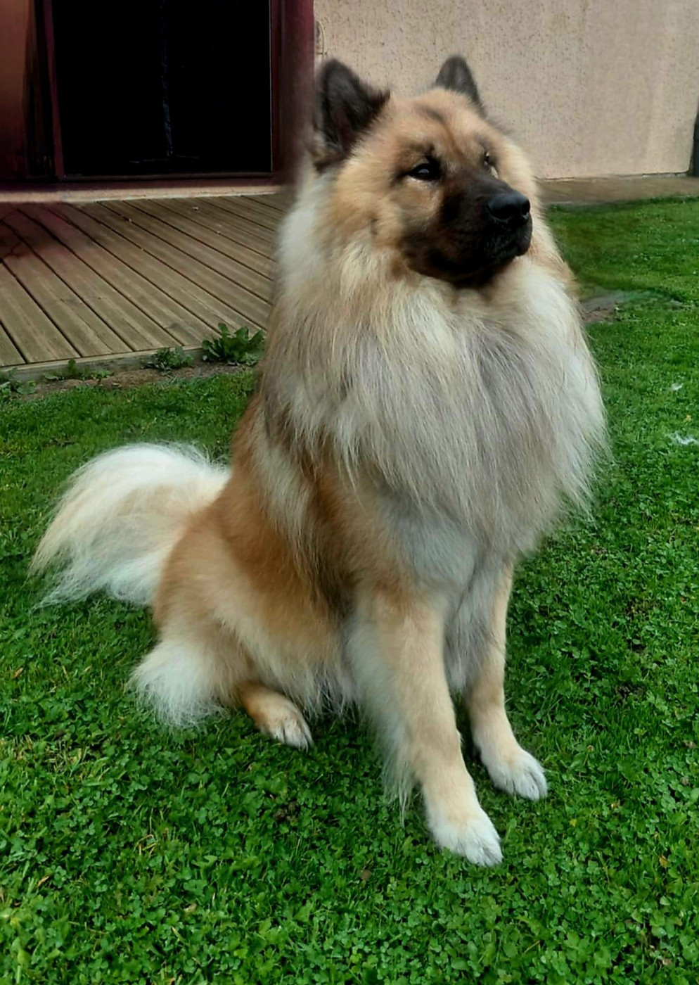 Les Eurasier de l'affixe   Carole Level