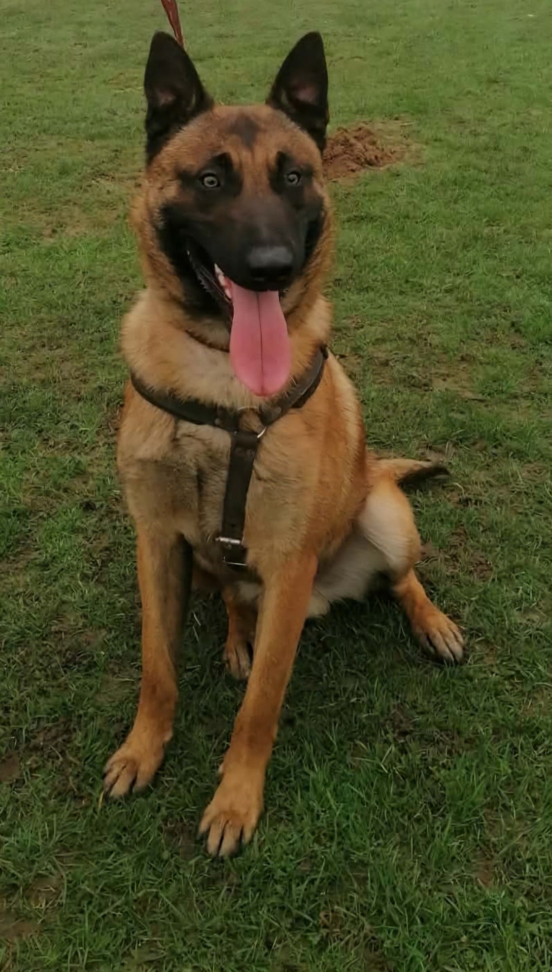 Les Berger Belge de l'affixe   du domaine du Caméléon