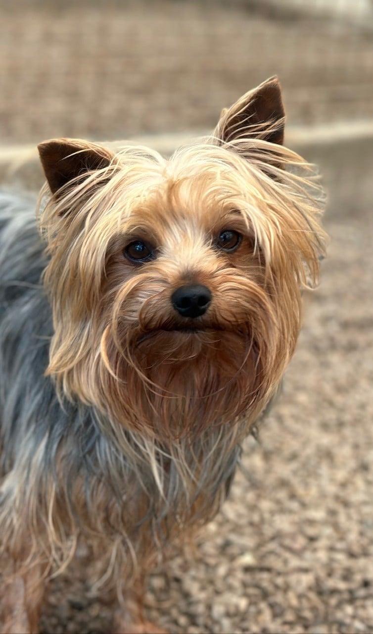 Les Yorkshire Terrier de l'affixe   Des Sentiers du Perche