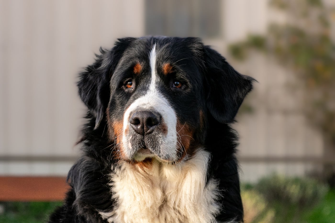 Les Bouvier Bernois de l'affixe   des Légendes de Maika
