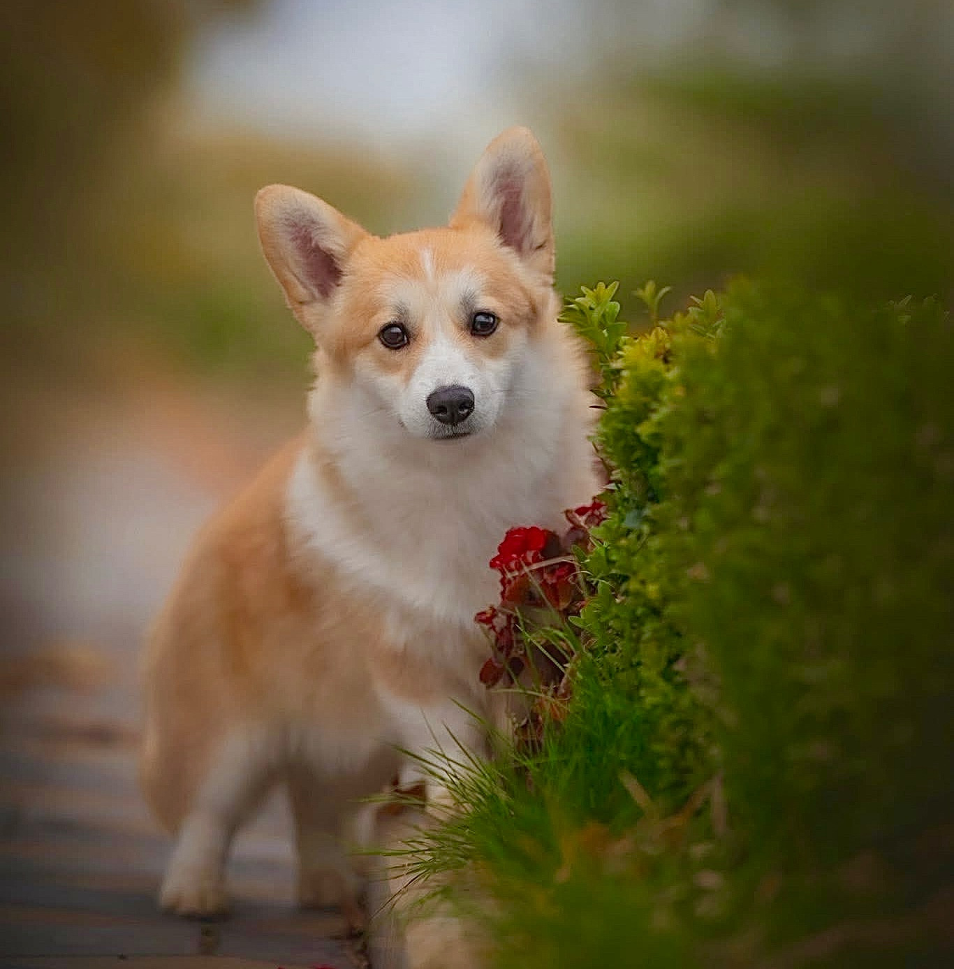 Les Welsh Corgi Pembroke de l'affixe   Des Plaines De Barbizon
