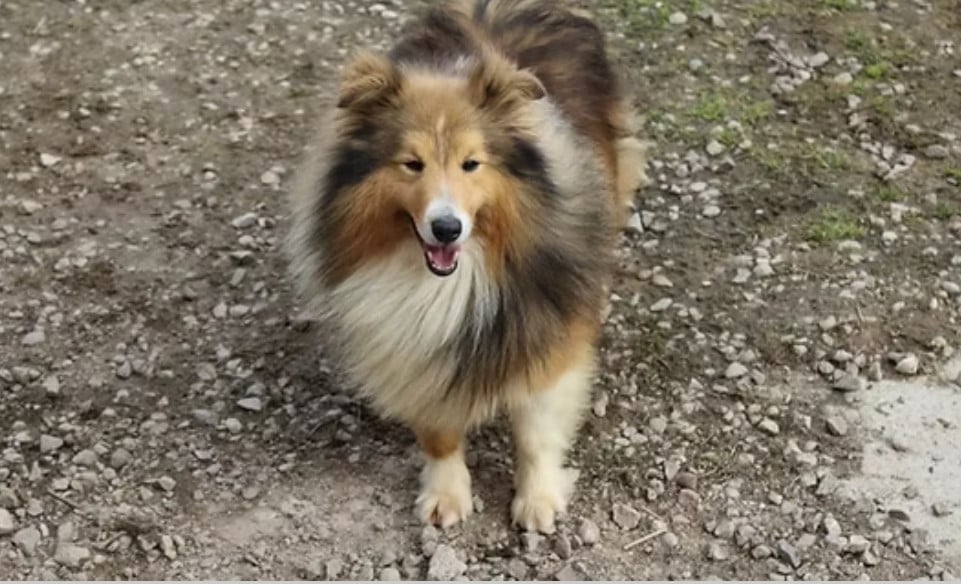 Les Shetland Sheepdog de l'affixe   Des dames Chanoinesses