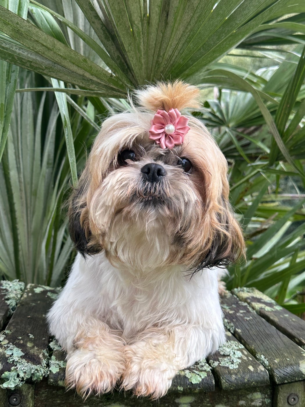 Les Shih Tzu de l'affixe   de l'Empereur Sirius