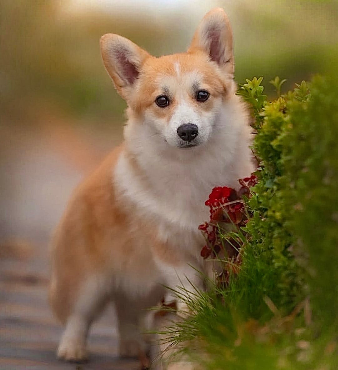 Les Welsh Corgi Pembroke de l'affixe   Des Plaines De Barbizon