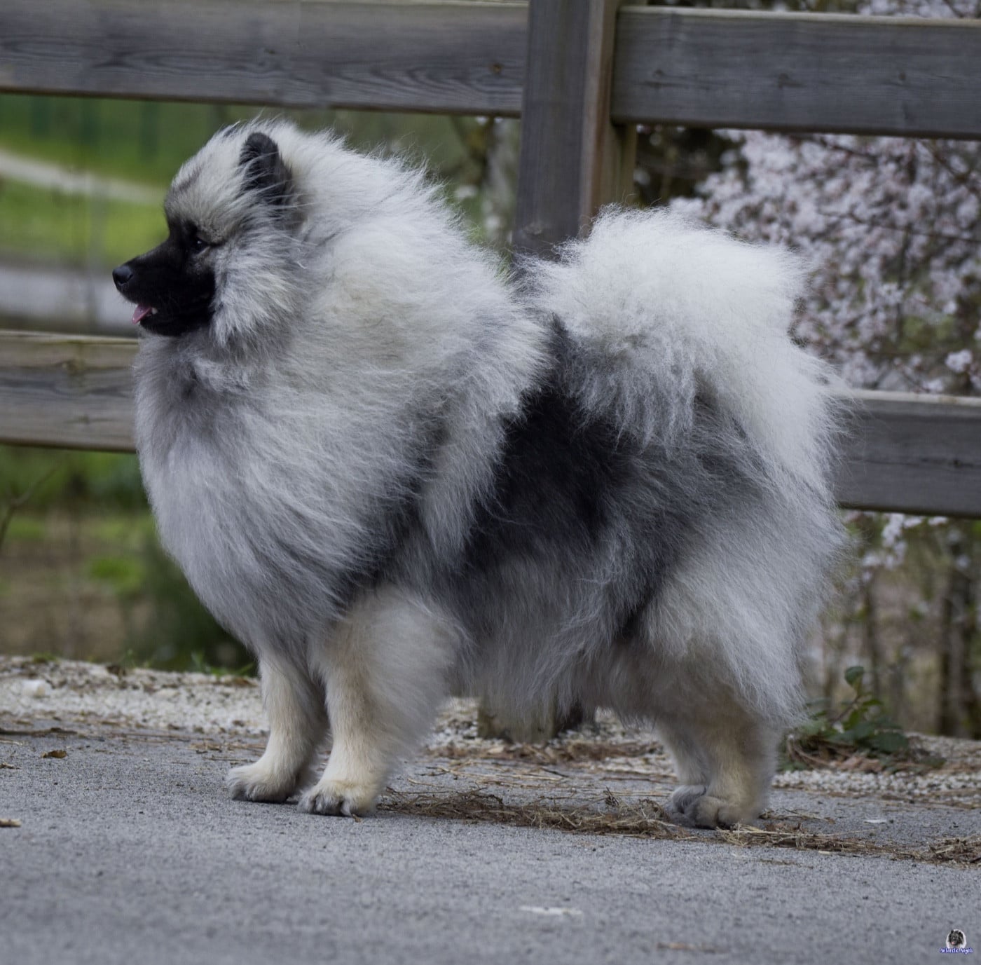 Les Spitz allemand de l'affixe   Of Antartic Angels