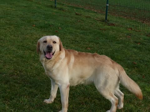 Les Labrador Retriever de l'affixe   Des Bonnes Beches
