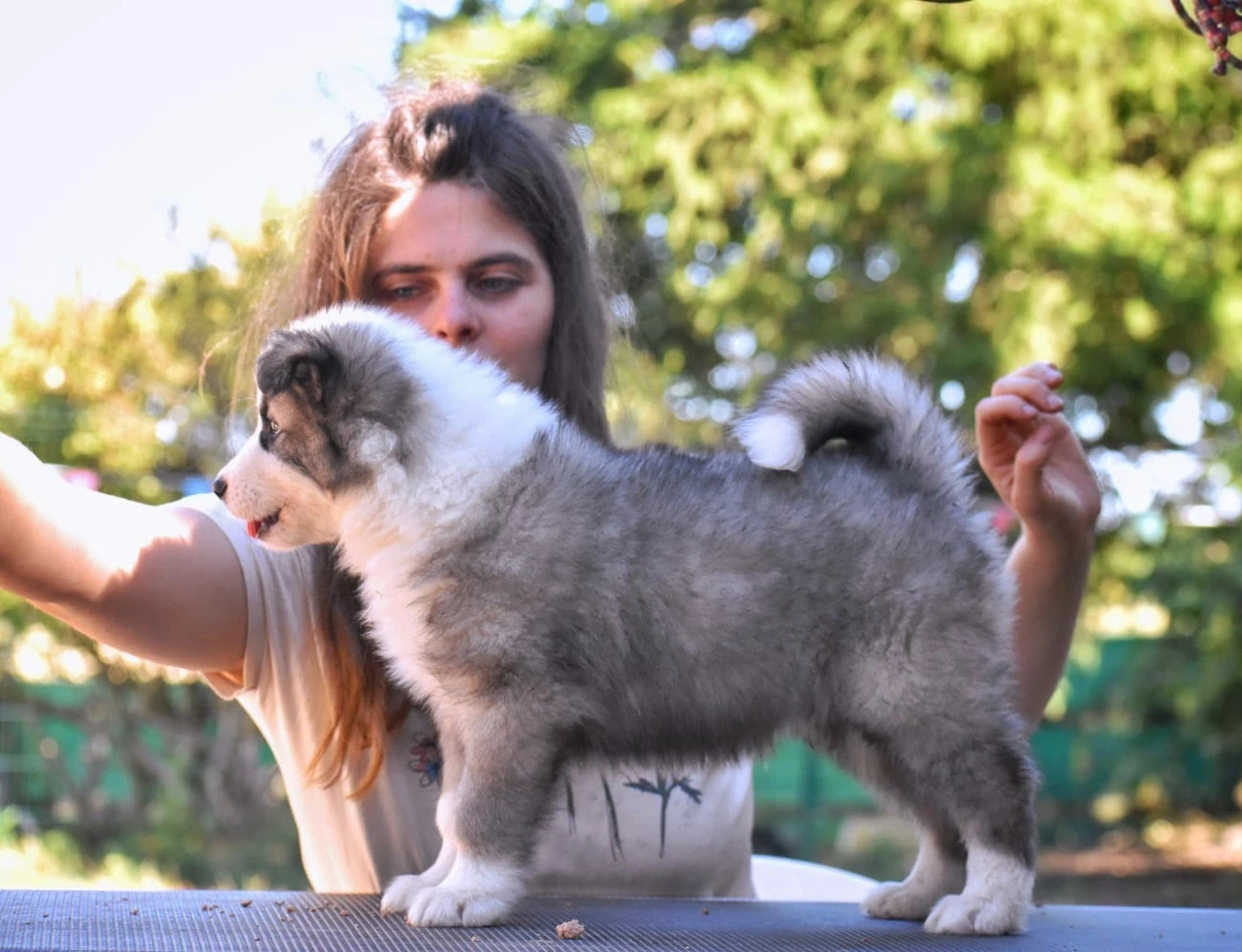 Les Laika de iakoutie de l'affixe   Polar Souls