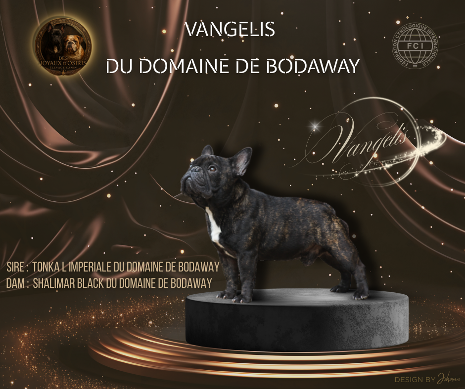 Les Bouledogue français de l'affixe   Des Joyaux D'Osiris