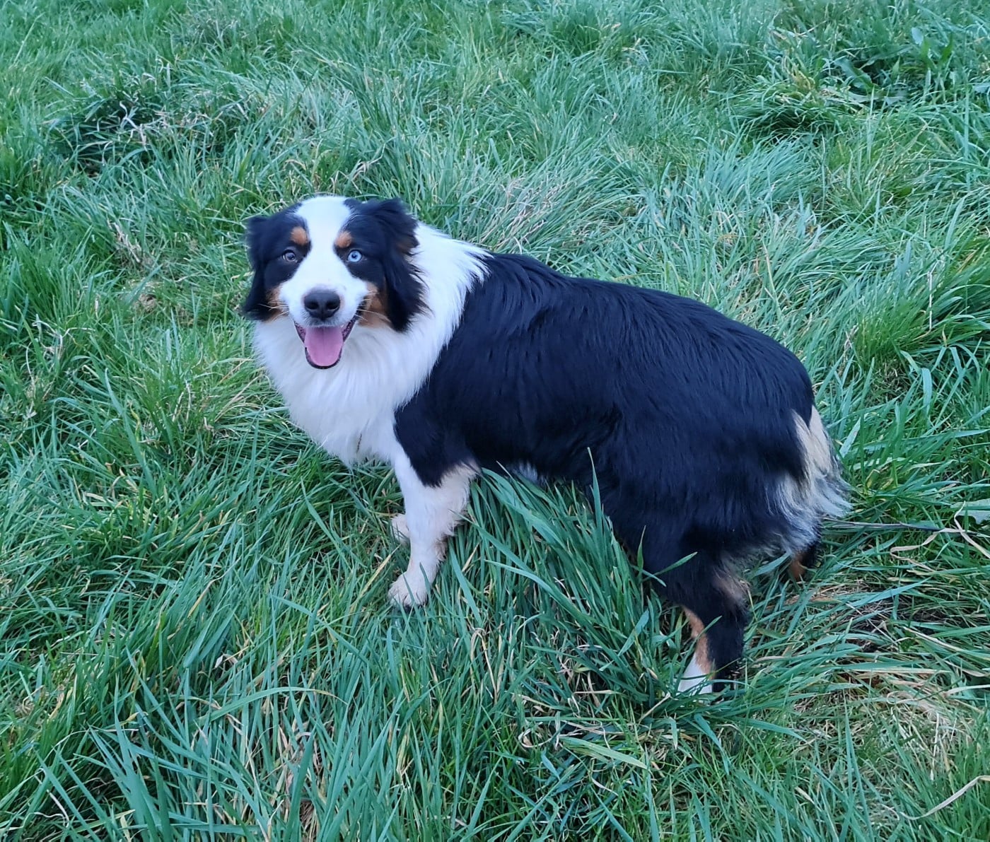 Les Berger Américain Miniature  de l'affixe   Du konowane