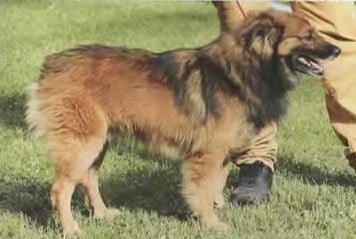 Les Berger des Pyrenees à face rase de l'affixe   de la Vallée du Dragon Blanc