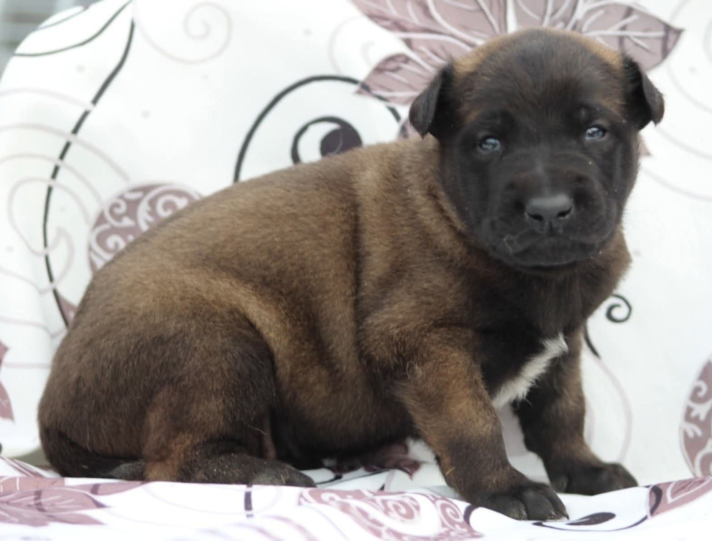 Les Berger Belge de l'affixe   De L'Odyssée D'Hèra