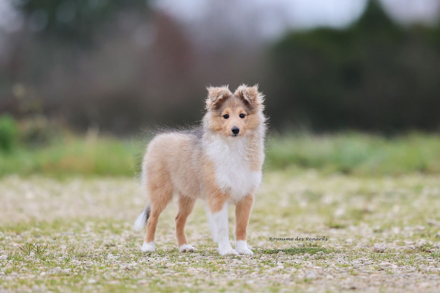 Les Shetland Sheepdog de l'affixe   Du Royaume Des Renards