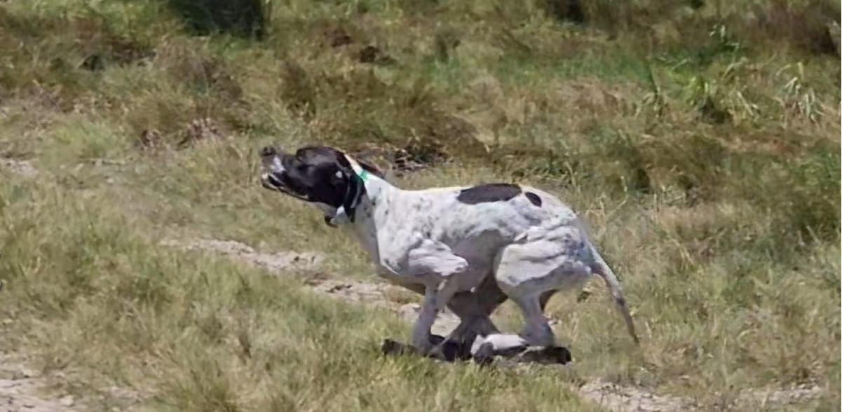 Les Pointer de l'affixe   De la louviere en champagne