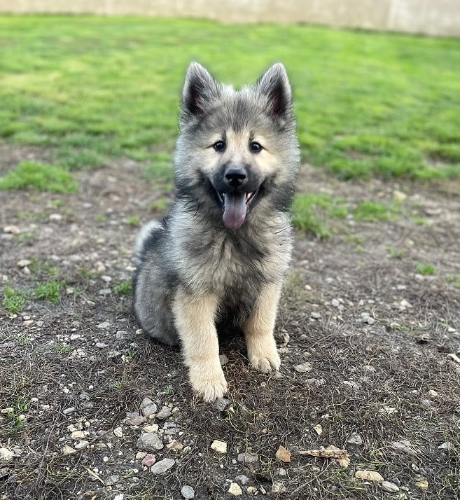 Les Eurasier de l'affixe   Des Flocons de Siberie