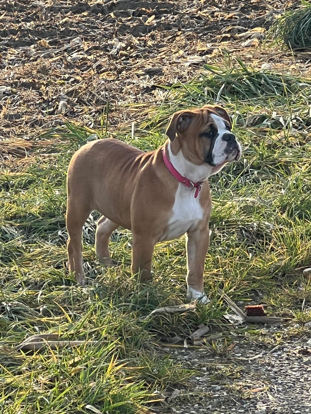 Les Bulldog continental de l'affixe   Des Perles Des Allenisses