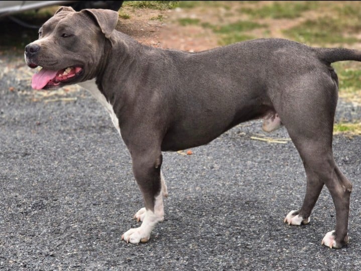 Les American Staffordshire Terrier de l'affixe   Du Petit Brillouard