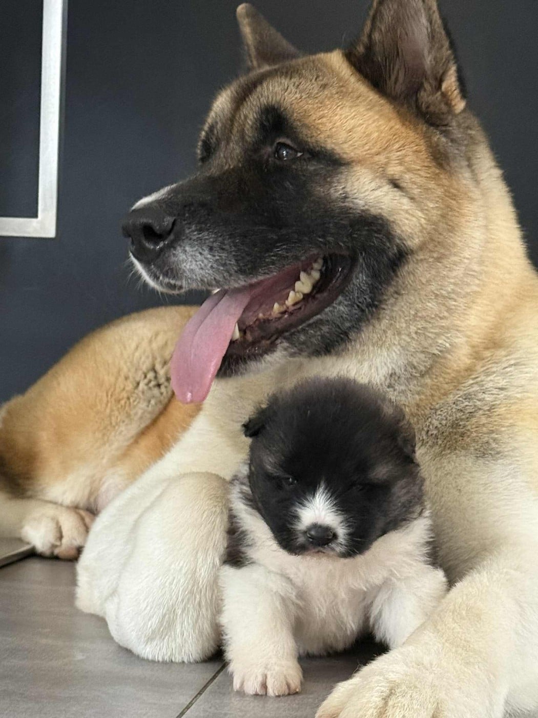 Les Akita americain de l'affixe   des Légendaires Nahauri