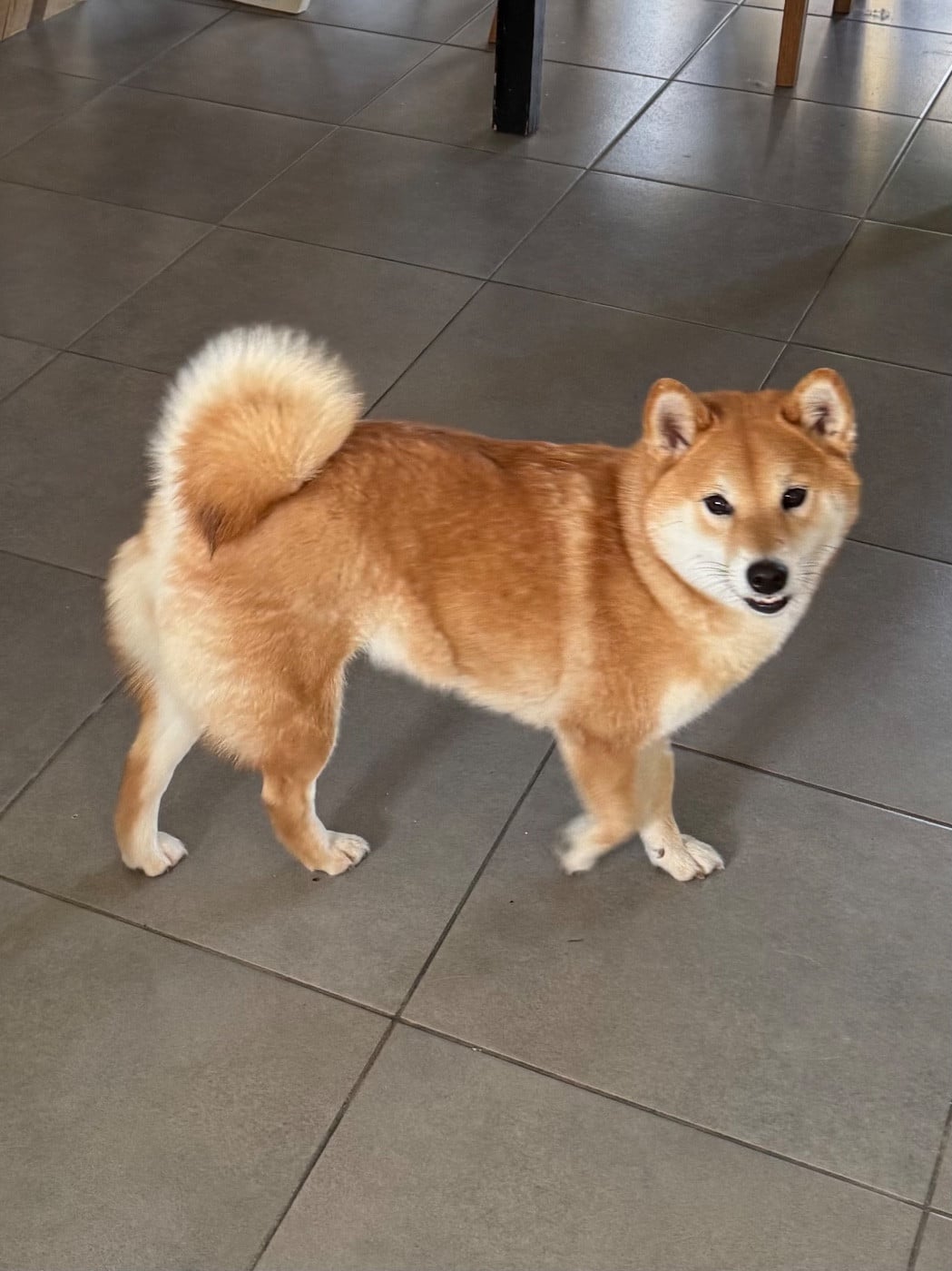 Les Shiba de l'affixe   Nippon'ai