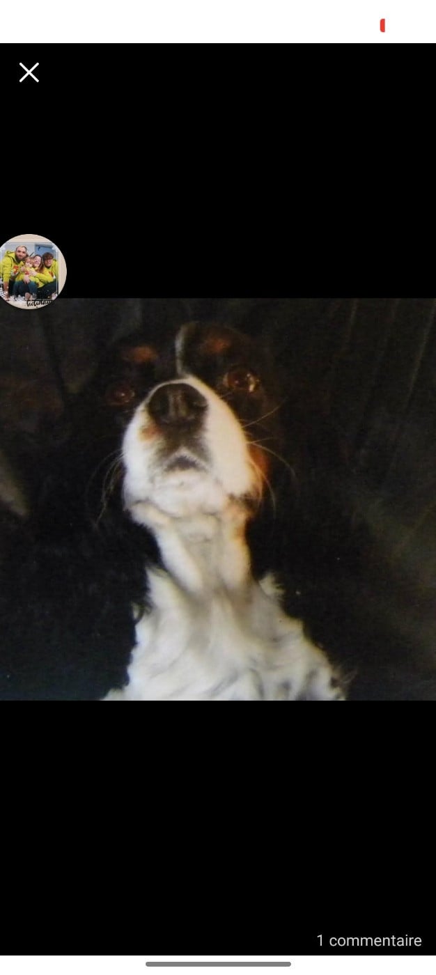 Les Cavalier King Charles Spaniel de l'affixe   des Joyaux d'Alésia