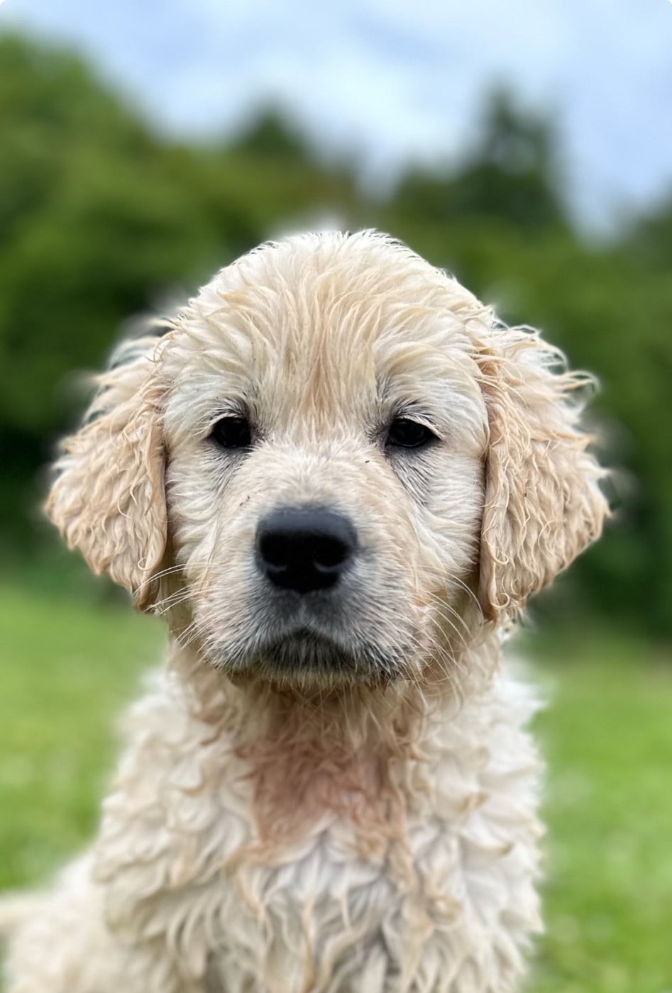 Les Golden Retriever de l'affixe   De L'Orée Du Royaume De Nala