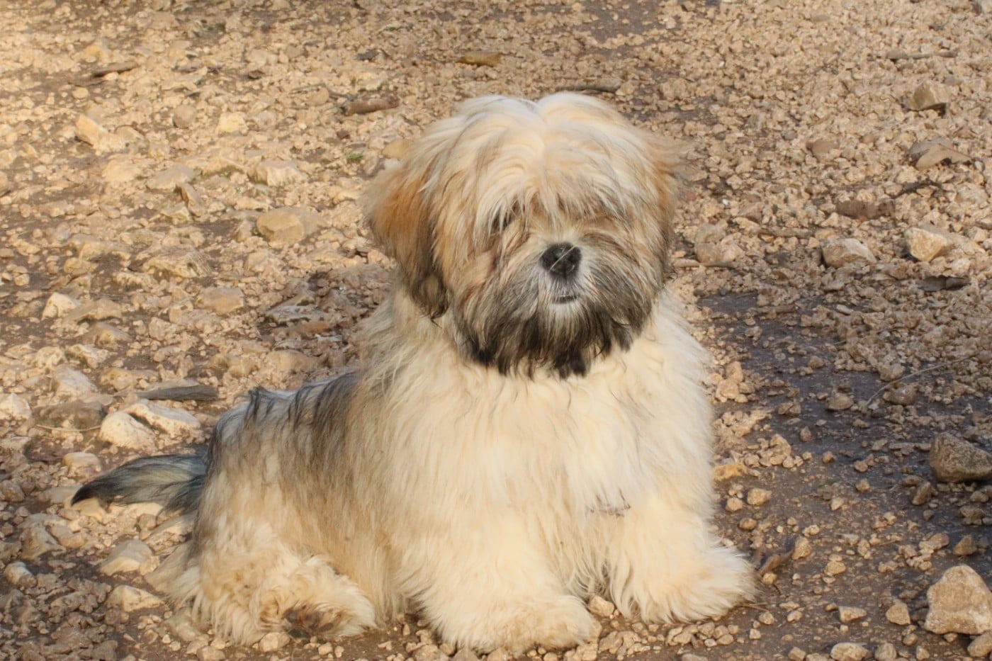 Les Lhassa Apso de l'affixe   Du Buisson De La Passée