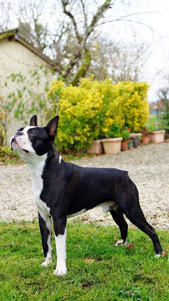 Les Boston Terrier de l'affixe   Soulmates Never Die
