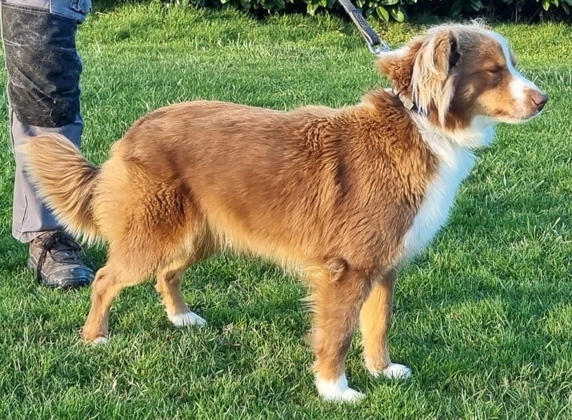 Les Berger Américain Miniature  de l'affixe   des hirondelles du voyage