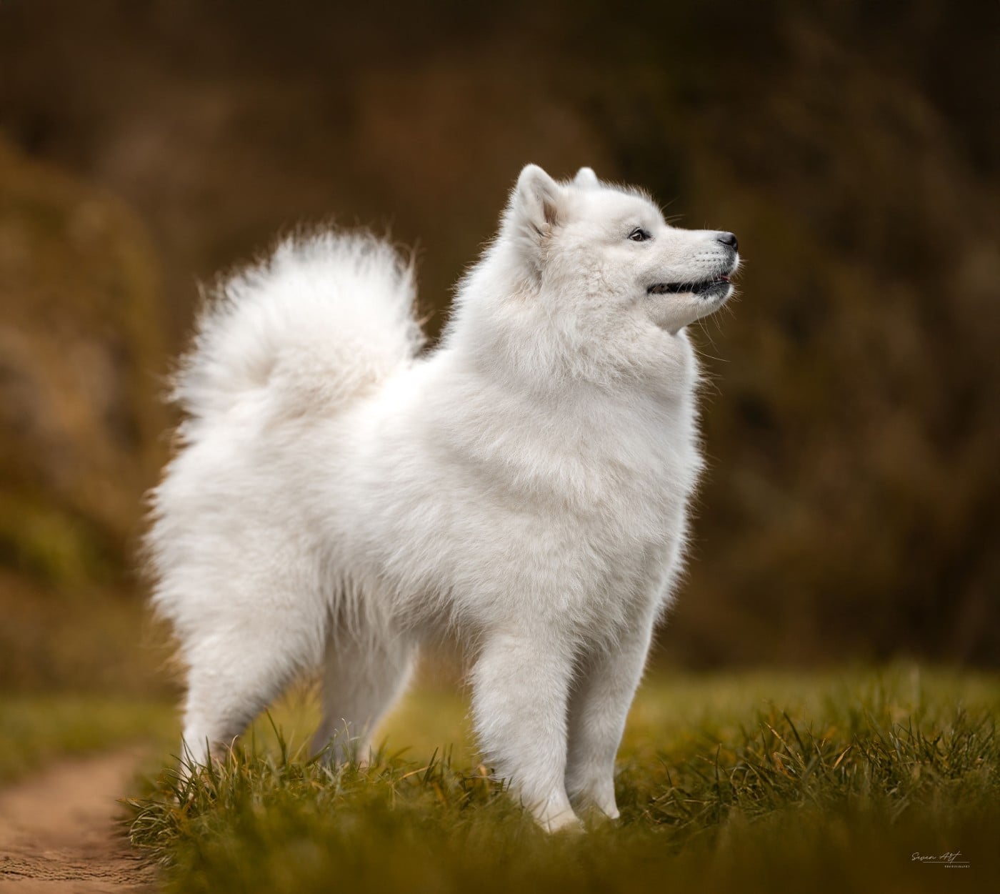 Les Samoyède de l'affixe   Des Glaciers D'Or