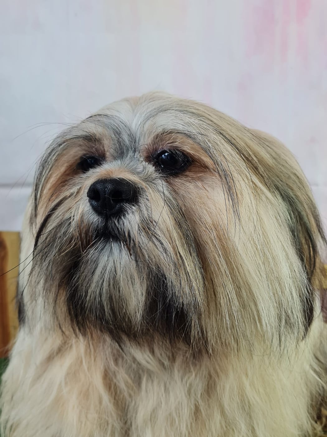 Les Lhassa Apso de l'affixe   du mont de la chenaie