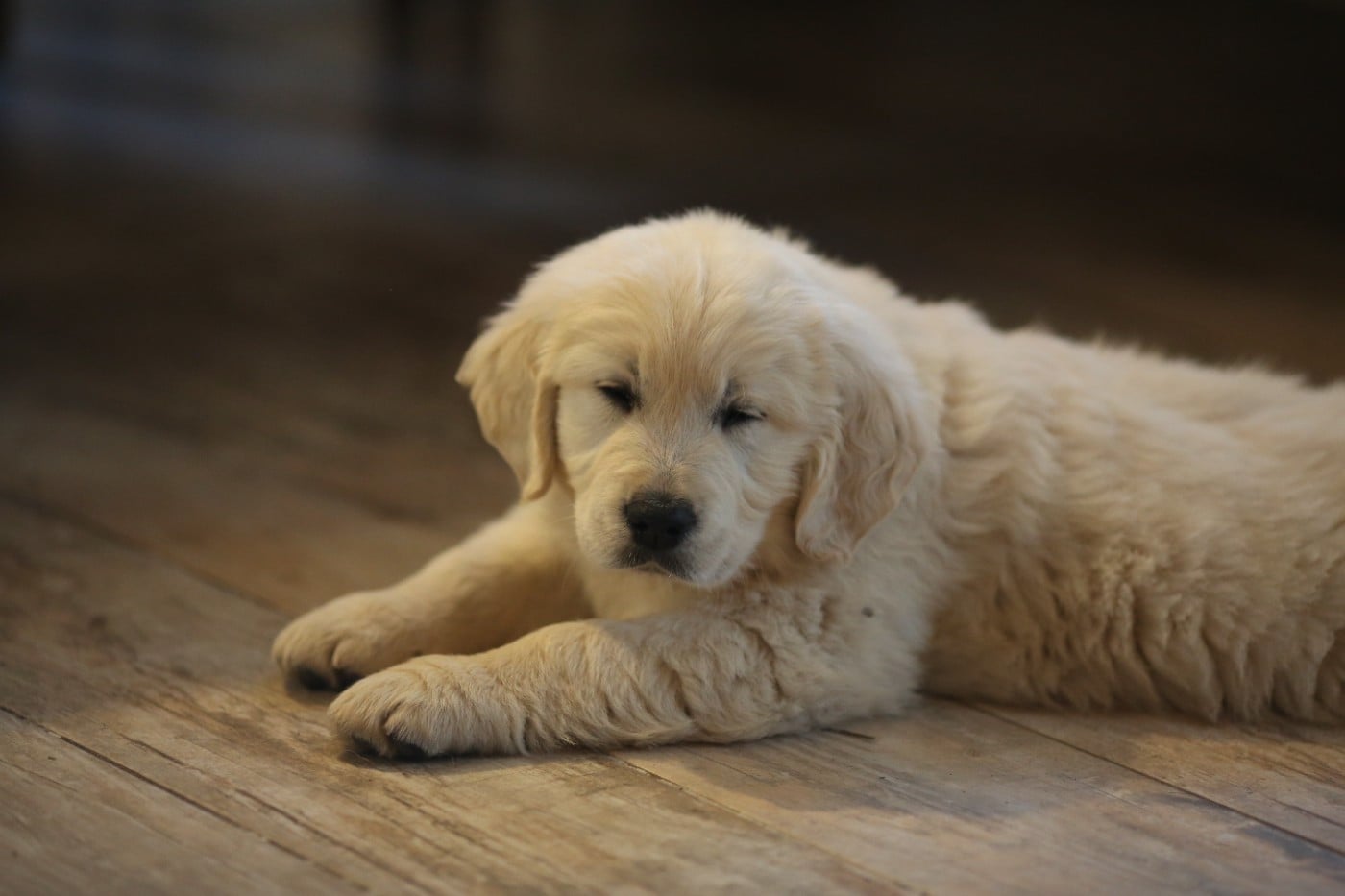 Les Golden Retriever de l'affixe   de la Vallée du Dragon Blanc