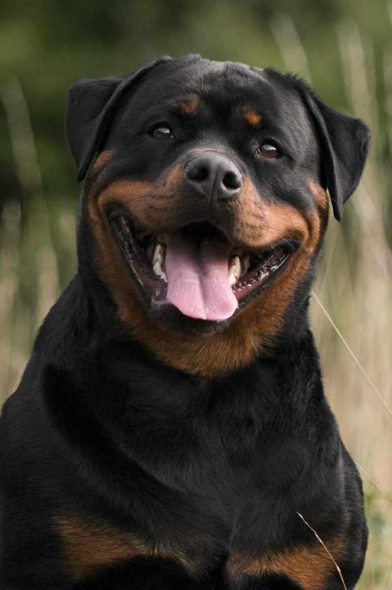 Les Rottweiler de l'affixe   Medal of Honor