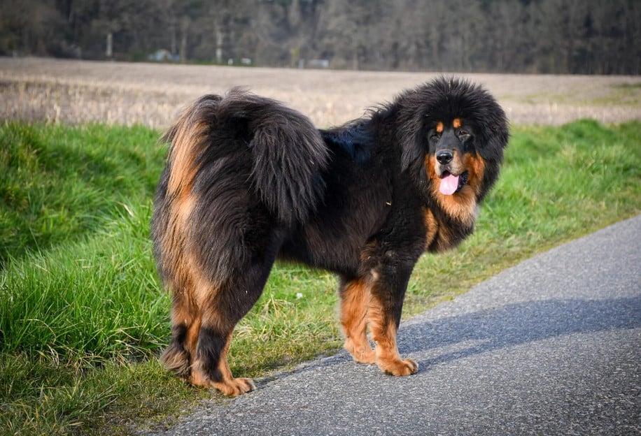 Les Dogue du Tibet de l'affixe   du Haras des Brumieres