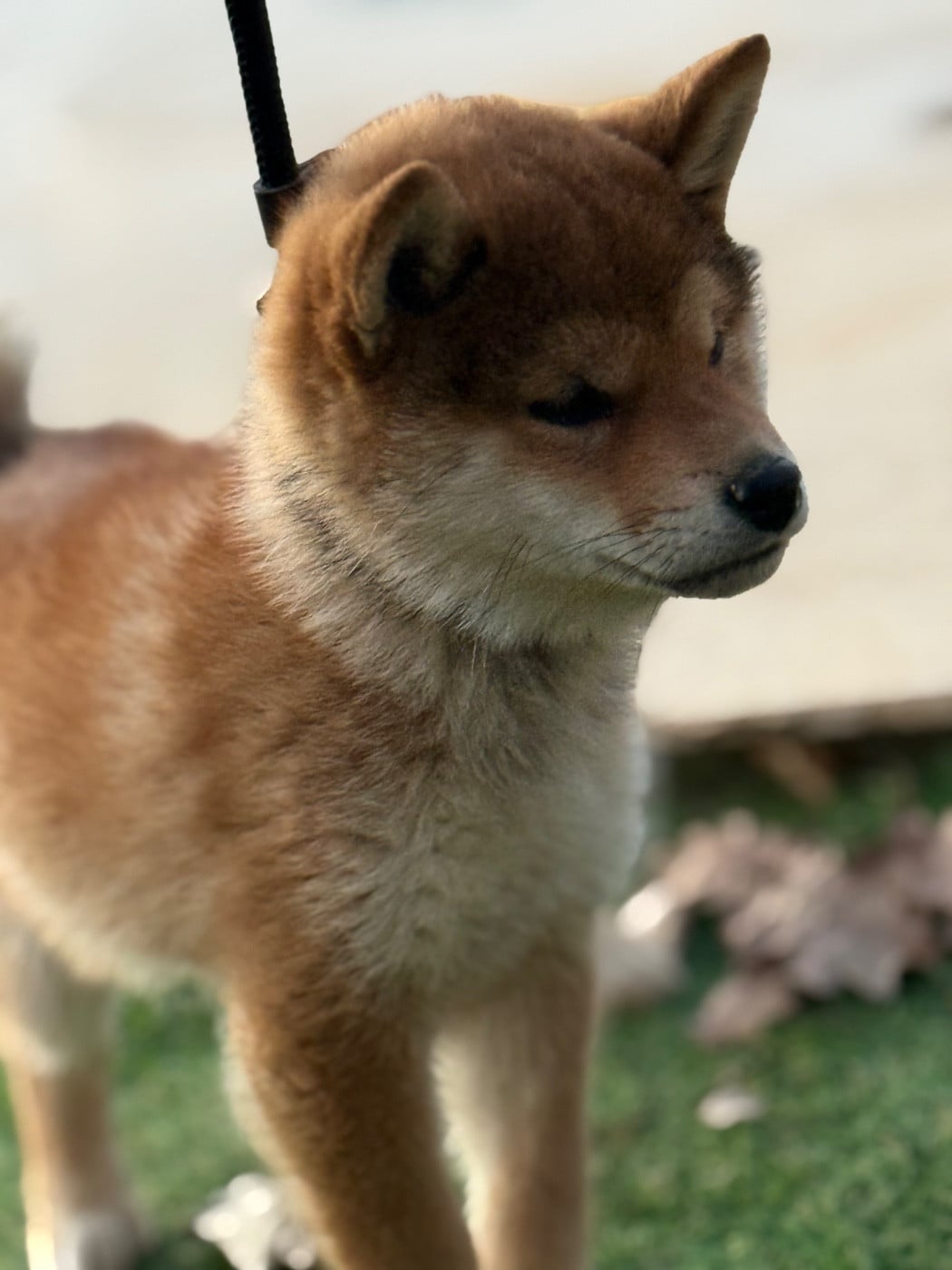 Les Shiba de l'affixe   Des Renards Du Castrum