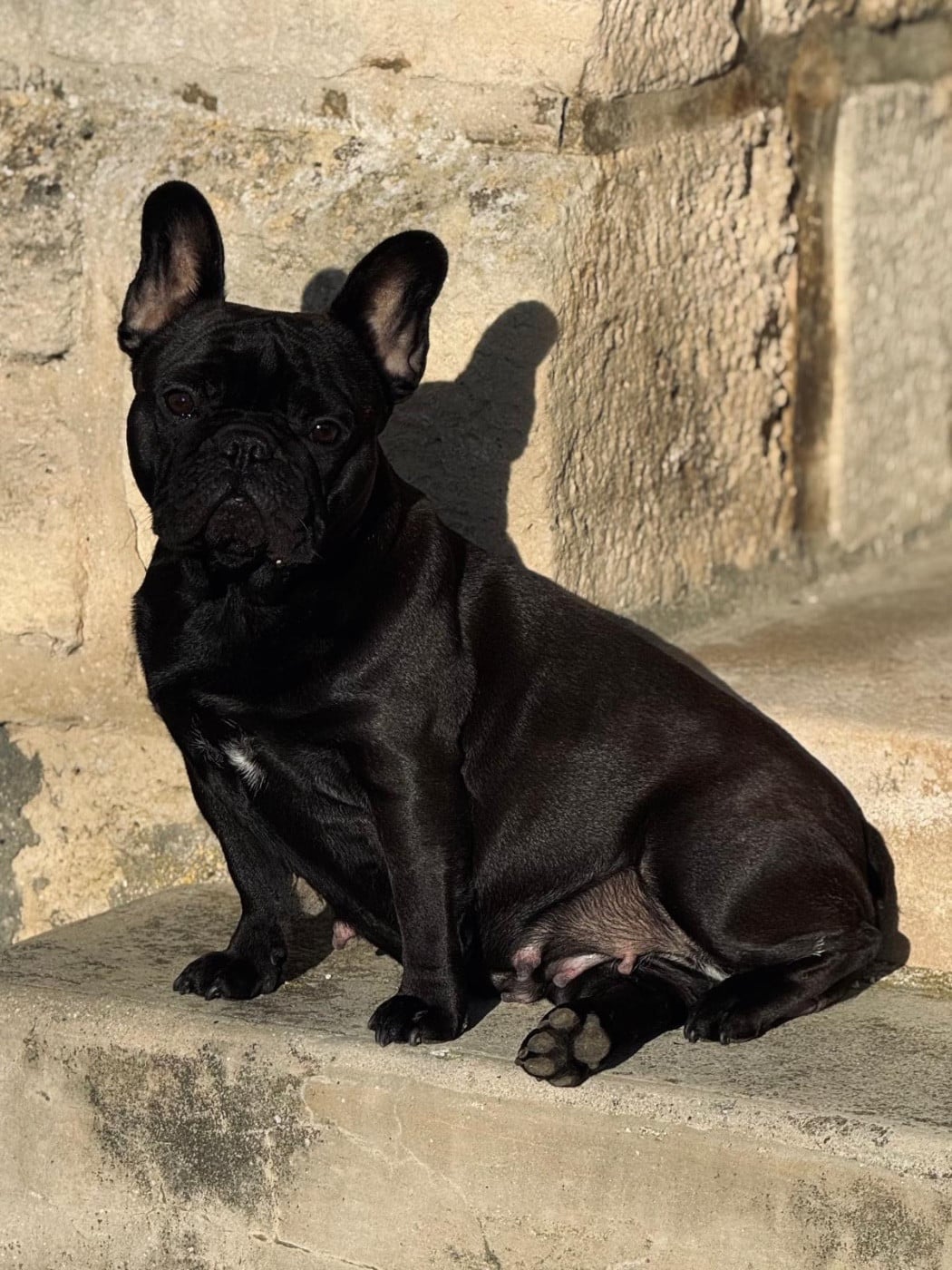 Les Bouledogue français de l'affixe   De L'Ivresse D'Amour