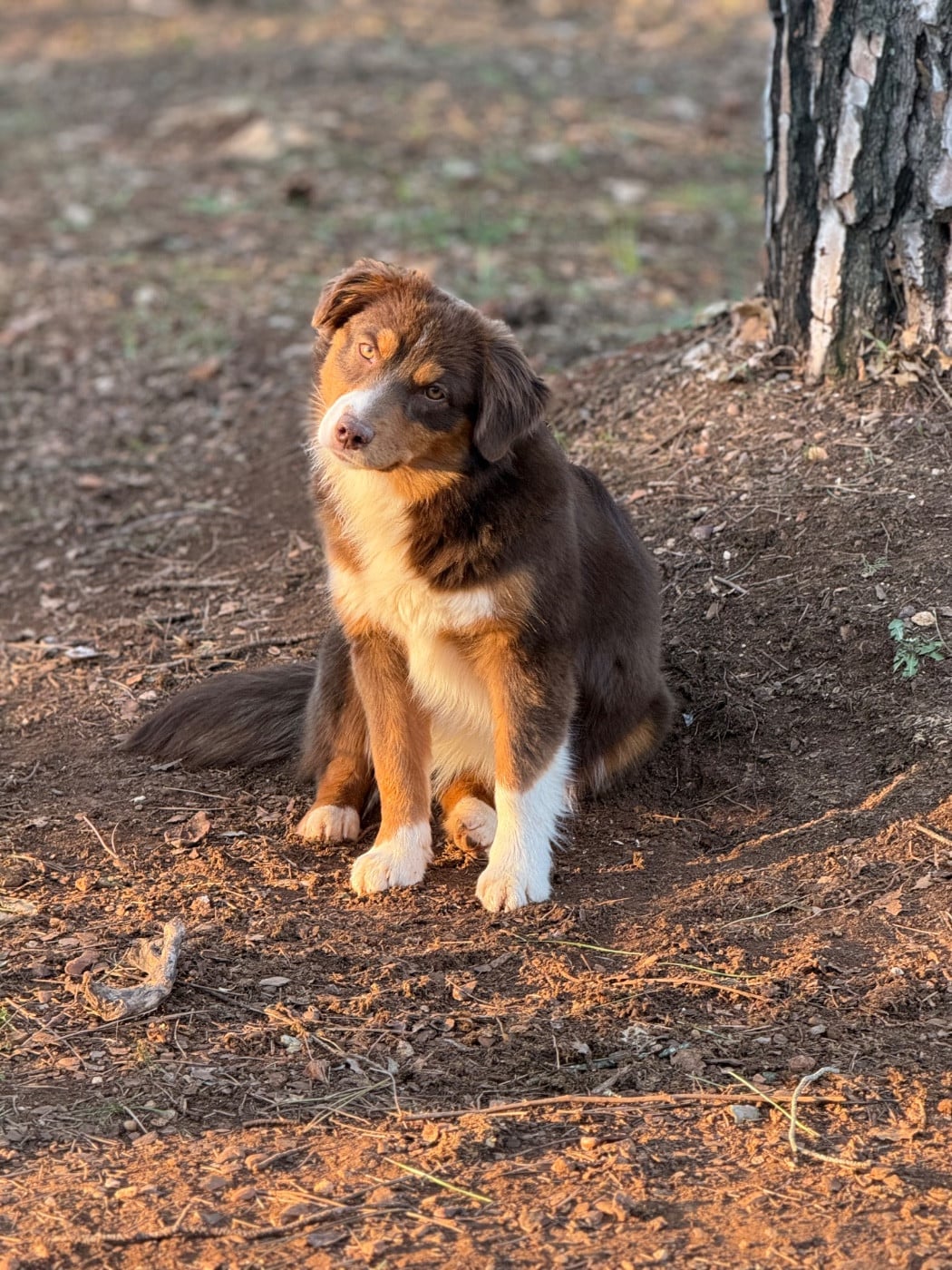 Les Berger Américain Miniature  de l'affixe   Des Renards Du Castrum