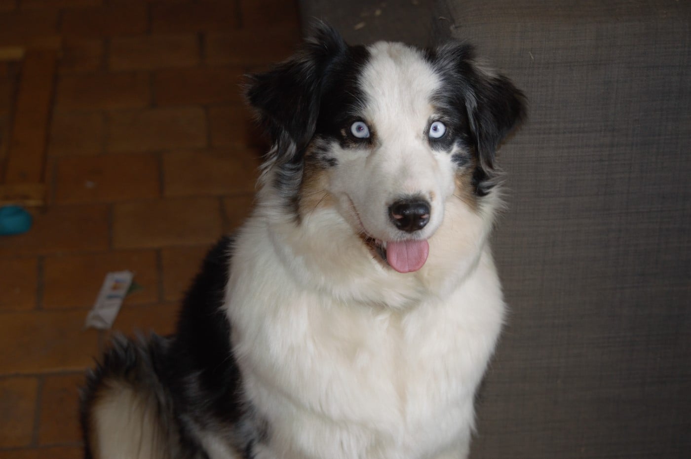 Les Berger Australien de l'affixe   L’Opalyne Des Pierres Précieuses