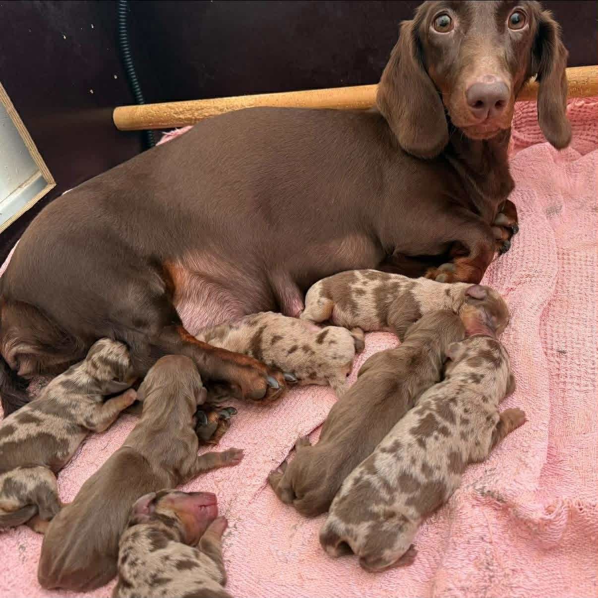 Les Teckel poil ras de l'affixe   Gabéric's